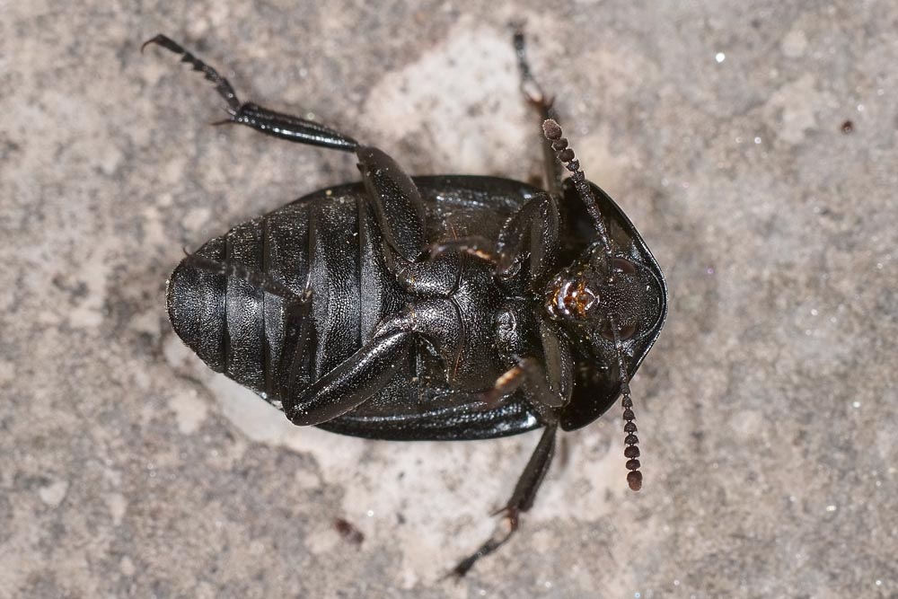Silphidae predatrici - Ablattaria laevigata